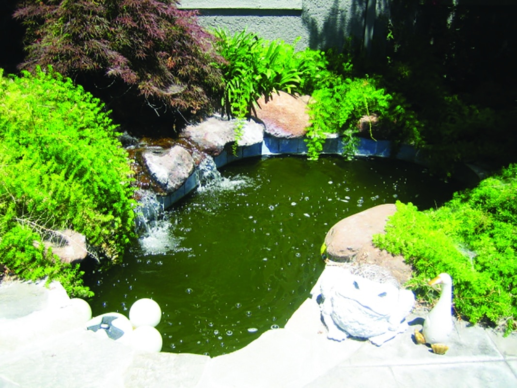 How Does Pool Algaecide Work?