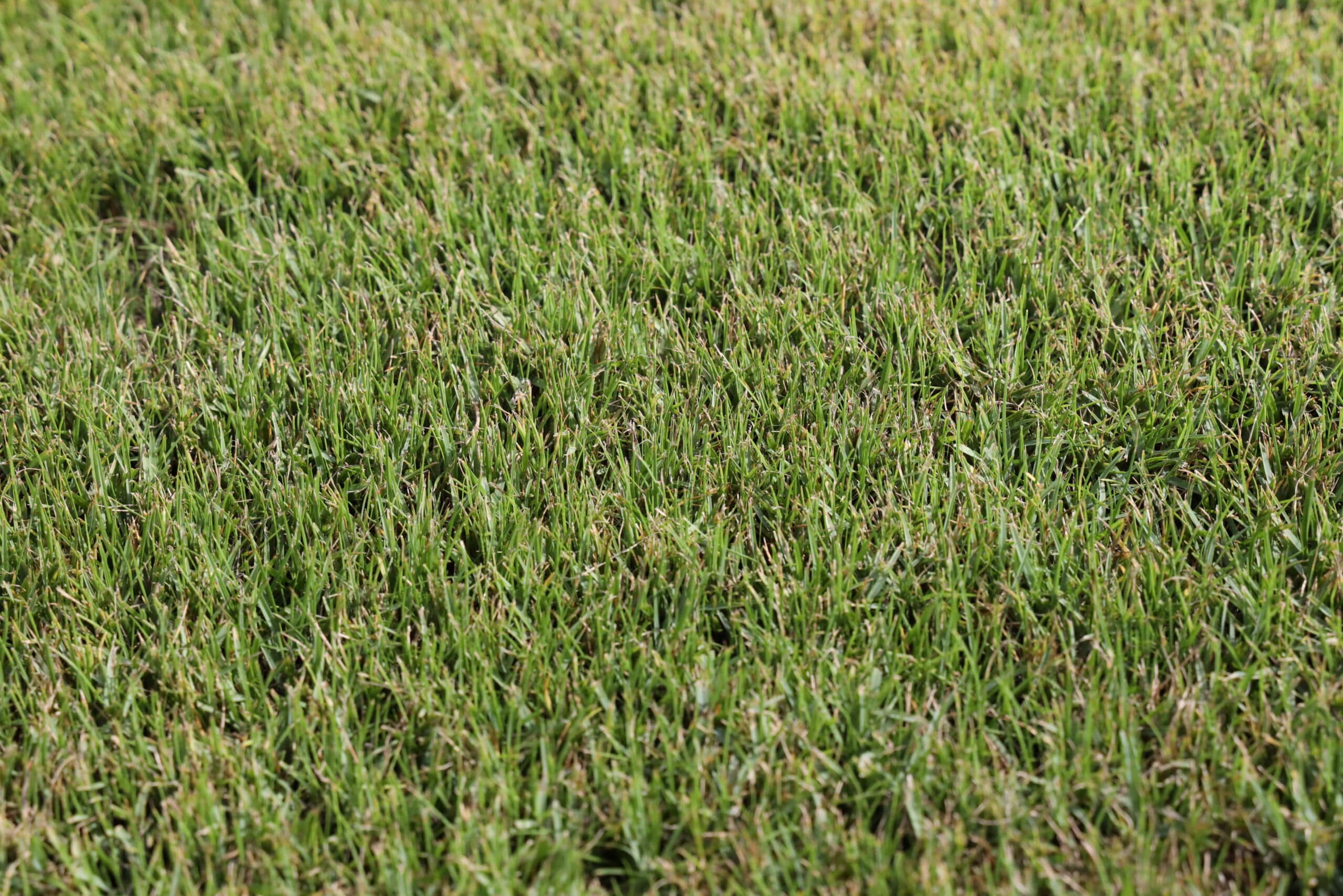 Will Pool Water Kill Grass or Harm My Yard?