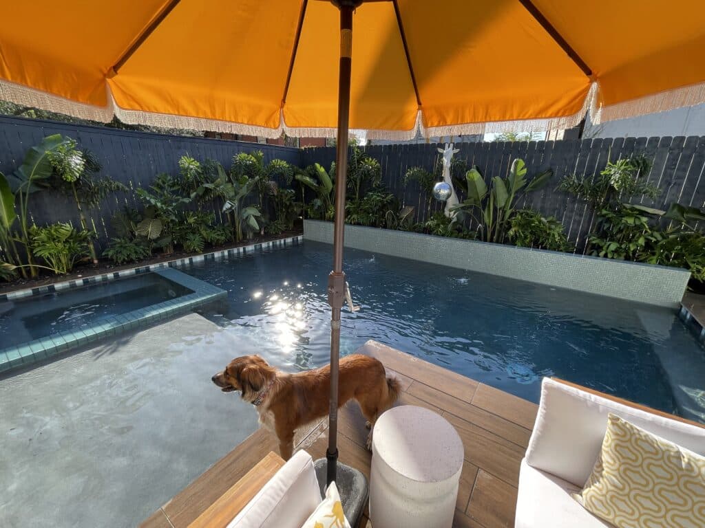 Can dogs swim in pools?