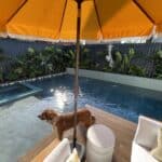 Can dogs swim in pools?